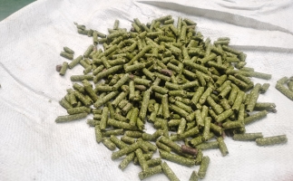 鋸末顆粒一噸能賺多少？顆粒機廠家給你算了一筆賬