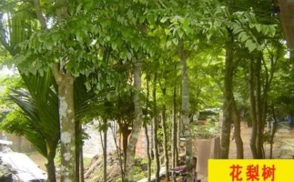 紅花梨下腳料千萬別再丟了，都是寶啊